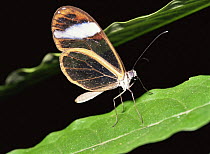 Clearwing butterfly {Cithaerias pireta} Cloud forest, Ecuador