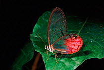 Clear wing butterfly (Cithaerias pireta), Ecuador C Amazon cloud forest