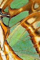 Close up of wing pattern of Malachite butterfly (Siproeta stelenes)