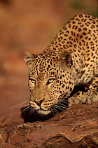 Leopard portrait, Namibia, captive
