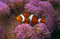 False clown anemonefish (Amphiprion ocellaris) Indo-Pacific