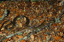 Horseshoe whip snake (Coluber hippocrepis) camouflaged against ground leaf litter, Spain