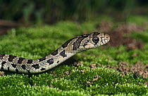 Horseshoe whip snake head profile (Coluber hippocrepis) Spain