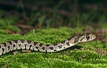 Horseshoe whip snake (Coluber hippocrepis) Spain