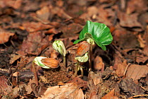 Beech seeds germinating. (Fagus sylvatica) Scotland, UK April