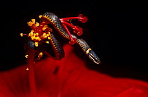 Southern ringneck snake (Diadophis punctatus punctatus) only 6 inches long on hibiscus flower, Florida, USA