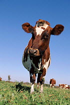 Domestic cow, Ayrshire breed, USA