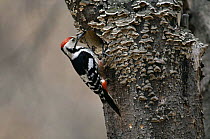 White backed woodpecker {Dendrocopos leucotos} at nest hole, South Primorskiy, Ussuriland, Far East Russia