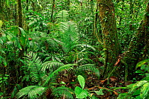 Alluvial rainforest understorey. Lanjak-Entimau WS Sarawak, Borneo, Malaysia