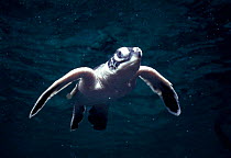 Newly hatched Hawksbill turtle baby swimming in sea (Eretmochelys imbricata) Sipadan Borneo