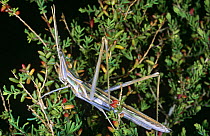 Grasshopper (Acrida ungarica) Spain