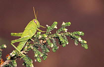 Short horned grasshopper. (Acrididae) Alicante, Spain.