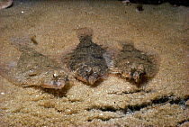Young flounders camouflaged on seabed. (Pleuronectidae) Atlantic,  USA