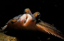 Flounder close up - face change (Pleuronectidae) MA, USA