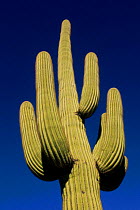 Saguaro cactus (Carnegiea gigantea). Saguaro NP, Arizona, USA