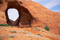 Navajo indian on horseback herding sheep livestock, in front of eroded hole in red sandstone rock, Monument Valley, Arizona, USA