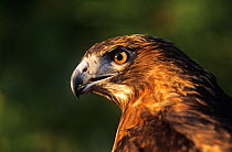 Red tailed hawk (Buteo jamaicensis) captive, portrait, USA