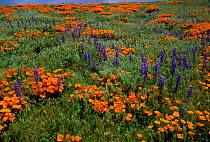 Lupins and Poppies in flower in spring. Tehachipi mountains, California, USA