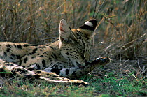 Serval cat {Felis serval} grooming, Ngorongoro Crater, Tanzania.