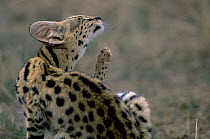 Serval cat {Felis serval} scratching, Ngorongoro Crater, Tanzania.