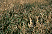Serval cat {Felis serval} kittens in grassland, Ngorongoro Crater, Tanzania.