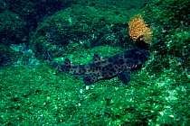 Port jackson shark, Galapagos. (Heterodontus philippi)