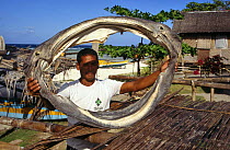 Filipino with dried jaws of Whale shark (Rhincodon typus) Philippines