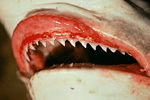 Teeth of Shortfin mako shark {Isurus oxyrinchus} in fish market, Bombay, India.