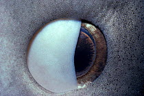 Close-up of nictating membrane over eye of Tiger shark. (Galeocerdo cuvieri) Great Barrier reef.