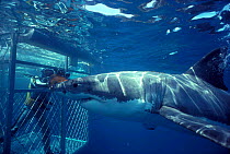 Great white shark with diver in cage. (C carcharias) Australia Carcharodon Model released.