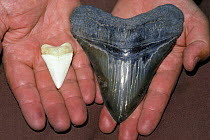Tooth of Great white shark and prehistoric Megalodon. Australia