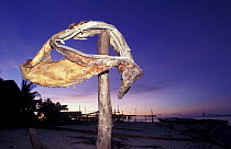 Whale shark jaws dry on poles. (Rhincodon typus) Philippines.