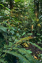 Iguanid lizard on fern (Enyalioides laticeps) River Napo, Ecuador