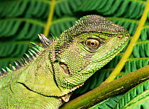 Green Iguanid lizard (Enyalioides laticeps) Amazonian Ecuador, South America