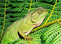 Green form of Iguanid lizard (Enyalioides laticeps) Amazonian Ecuador, South America