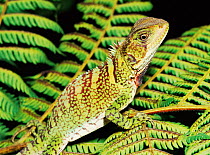 Spotted form of Iguanid lizard (Enyalioides laticeps) Amazonian Ecuador, South America