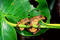 Map tree frogs (Hyla geographica) Yasuni NP, Ecuador, Amazonia