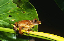 Map tree frog (Hyla geographica) Yasuni NP, Amazonia, Ecuador