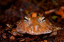 Amazon horned frog (Ceratophrys cronuta), juvenile. Ecuador Amazonia, South America
