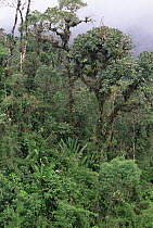 Amazonian cloud forest habitat, Zamora-Chinchipe, Ecuador, South America