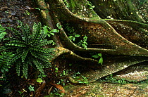 Buttress roots of Ficus sp. Yasuni NP, Ecuador Amazonia