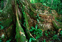 Buttress roots of Ficus tree, Yasuni NP, Amazon rainforest, Ecuador, South America