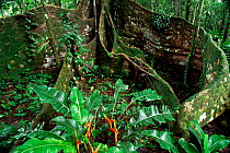 Buttress roots of Fig tree, Ficus sp. Yasuni NP. Ecuador Amazonia