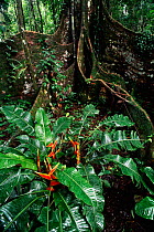 Buttress roots of Ficus tree, Yasuni NP, Amazon rainforest, Ecuador