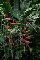 Bird of paradise plant in flower {Heliconia sp.} Yasuni NP, Ecuador