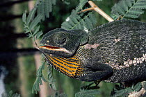 Flap necked chameleon (Chamaeleo dilepis) South Africa