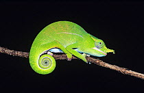 Petter's chameleon (Furcifer petteri) on branch, Ankarana Reserve,  Northern Madagascar