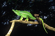 Petter's chameleon (Furcifer petteri) walking along branch, Joffre Ville,  Northern Madagascar