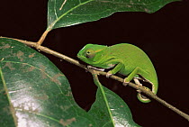 Chameleon (Furcifer petteri) on foliage, Ankarana Reserve, N Madagascar
