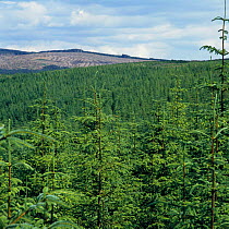 Spruce trees (Picea sp) in Kielder forest, Forestry commission plantation, Northumberland, UK.